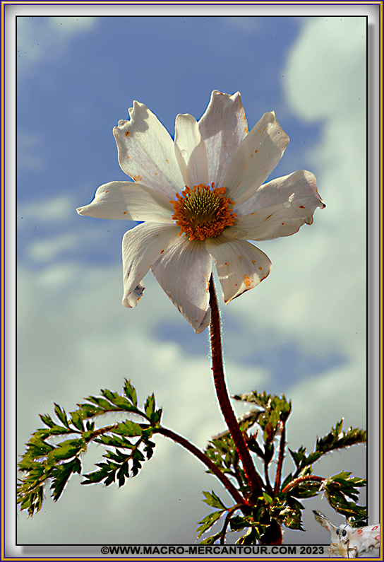 ANEMONES